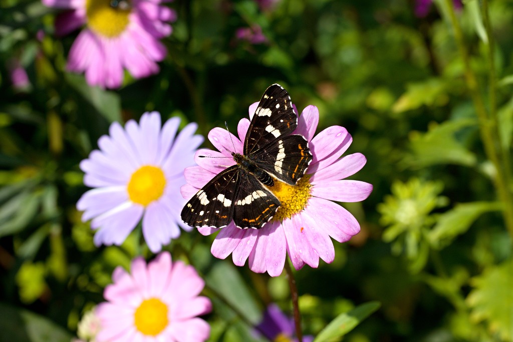 nationaal park de groote peel grote natuurgebied natuur hdr brabant limburg staatsbosbeheer turf veen heide hei bos bossen